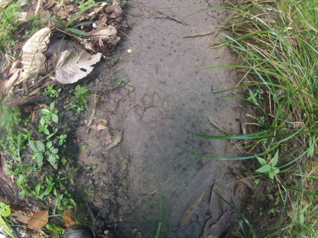 trace de jaguar sur la piste bélizon