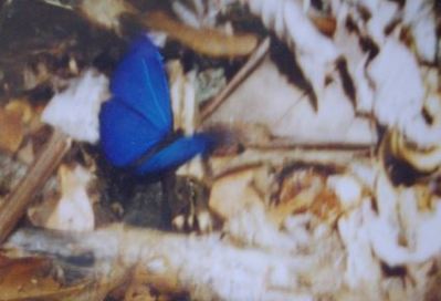 Morpho